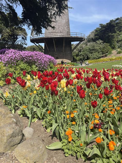 Queen Wilhelmina Tulip Garden this week : r/sanfrancisco