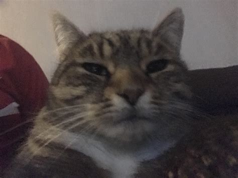 Front Camera Meme 的图像结果