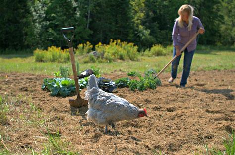 Using chicken manure in the garden will lead to happier, healthier ...