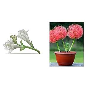 Kraft Seeds Polianthes Tuberose Hybrid Variety Flower Bulb (Pack of 6 ...