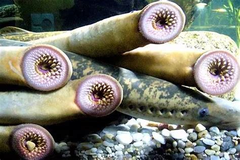 海七鳃鳗：见过“八只眼”的鱼吗？_百科TA说