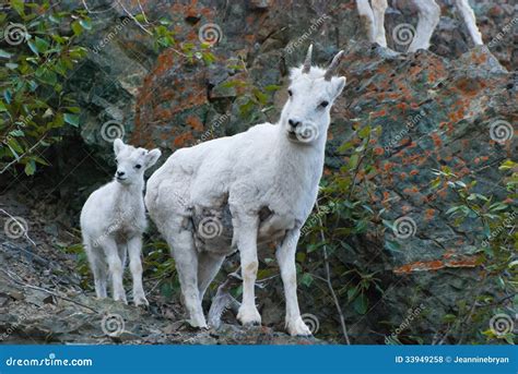 Dall Sheep Ram and Young Female Dall Sheep Stock Photo - Image of ...