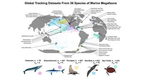 Whale Shark Migration Map