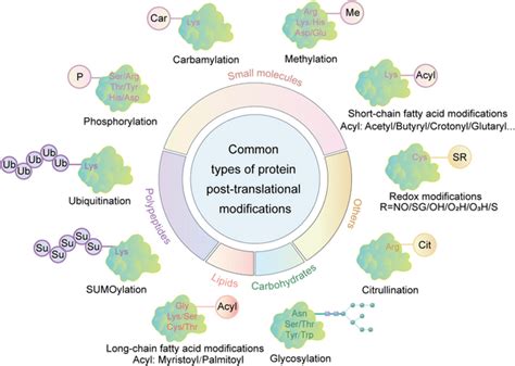 Most Common Post Translation Modification of Protein 的图像结果