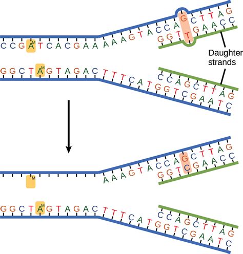 Biology 2e, Genetics, DNA Structure and Function, DNA Repair | OpenEd CUNY