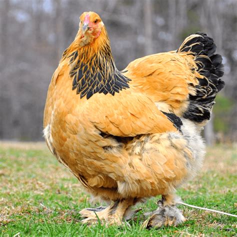 Light Brahma Chickens