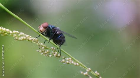 Fly Insect 的图像结果