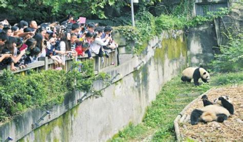 国社@四川｜成都大熊猫繁育研究基地2022级新生大熊猫齐亮相-新华网