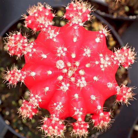 Moon Cactus Colors
