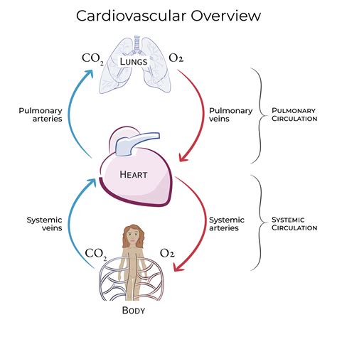 Gross Anatomy Glossary: Systemic vs. Pulmonary Circulation | ditki ...
