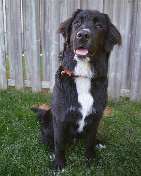 Bernese Mountain Dog Mix With Lab