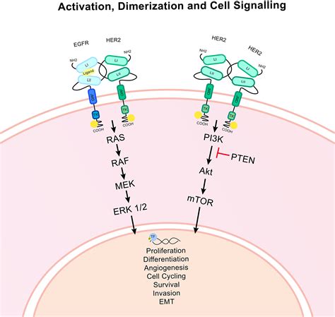 HER2 splice variants in breast cancer: investigating their impact on ...