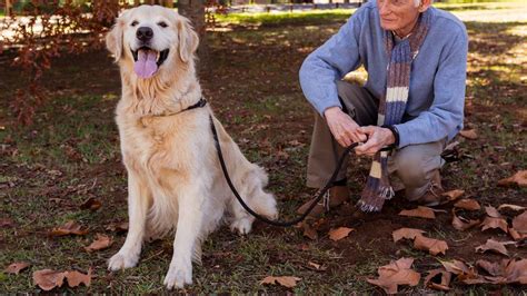 13 Best Dog Breeds For Seniors That Are Low-Maintenance Ones EN Pet YOLO