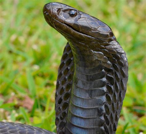 7 Types of VENOMOUS Snakes in Egypt! (2026) - Bird Watching HQ