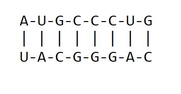 Reverse Complement 的图像结果
