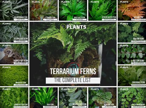 Types Of Indoor Ferns