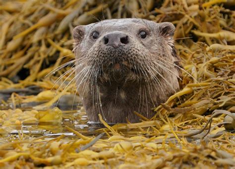 Home > Skye High Wildlife