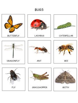 Image result for Bug Sorting