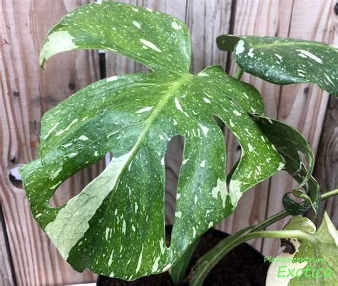 Monstera ‘Thai Constellation’ – Plantencentrum Exotica