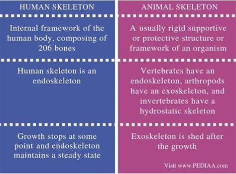 What are the differences between animal and human bodies and organs ...