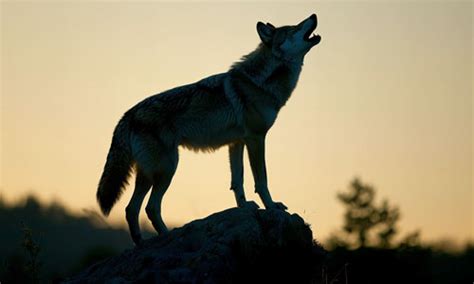 Explore Animal Sounds A to Z: A Kid's Learning Adventure