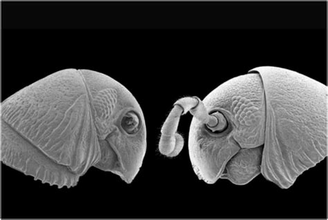 Image result for Alien Like Creatures