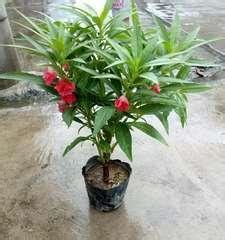 Image result for Norma Chaveta Polegadas