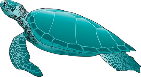 Free green sea turtle clipart, Download Free green sea turtle clipart ...