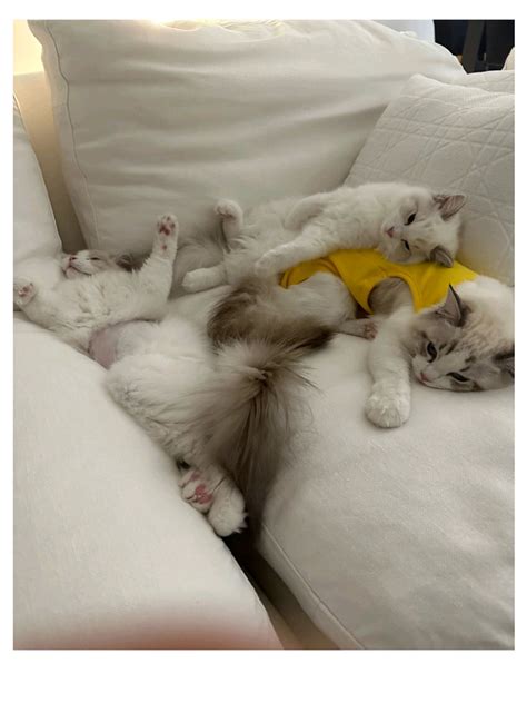 Image result for Cute PDF File