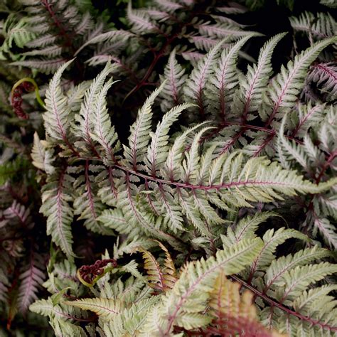 Japanese Painted Fern