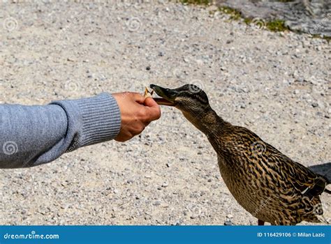 Woman is Feeding a Duck with Old Bread Stock Photo - Image of nature ...