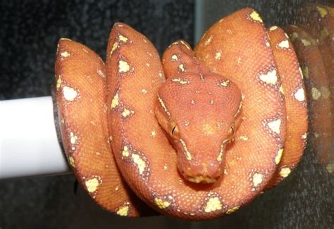 Boa constricor und Regenbogenboa in jena | Tiere | Kleinanzeigen