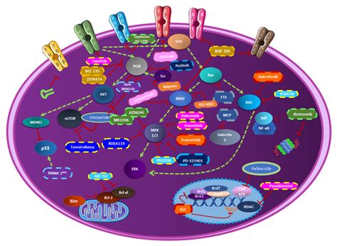 Combinatorial Therapies in Thyroid Cancer: An Overview of Preclinical ...