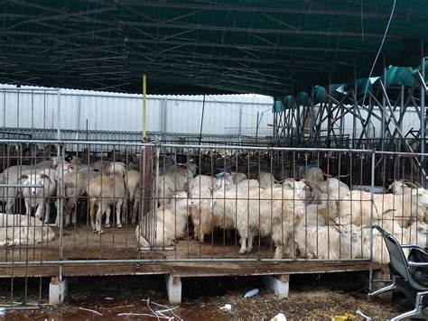 广州金康牛羊批发市场最新报价--11月25日