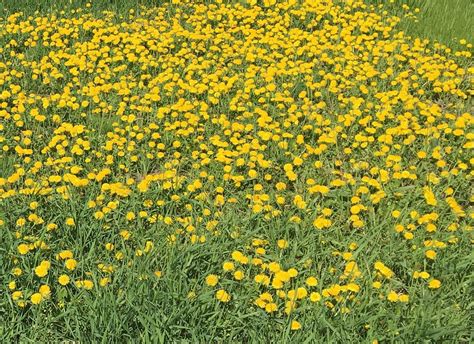 Earthwise Reel Push Lawn Mower Review - Lawn Mower Review