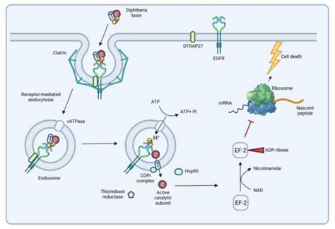 Interactions between the Re-Emerging Pathogen Corynebacterium ...