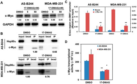 Hsp90α Mediates BMI1 Expression in Breast Cancer Stem/Progenitor Cells ...