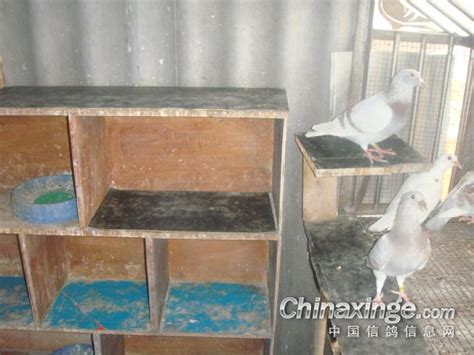 阳台鸽舍使用一年以后的情况-中国信鸽信息网相册