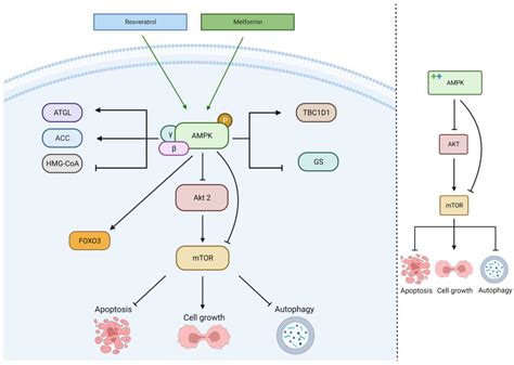 Could Metformin and Resveratrol Support Glioblastoma Treatment? A ...