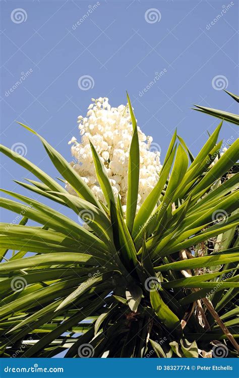 Yucca aloifolia stock photo. Image of flora, plant, nature - 38327774