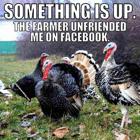 Funny Turkey Meme