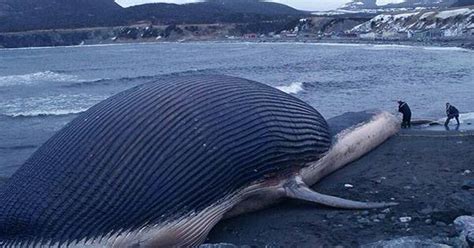 Image result for Whale Body Exploding