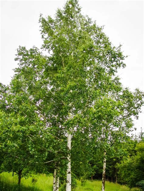White Birch Trees With Ocean European White Birch Tree Seeds For