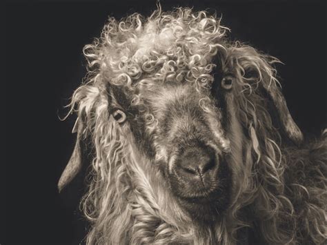 Goats and Sheep … and Us | Meer