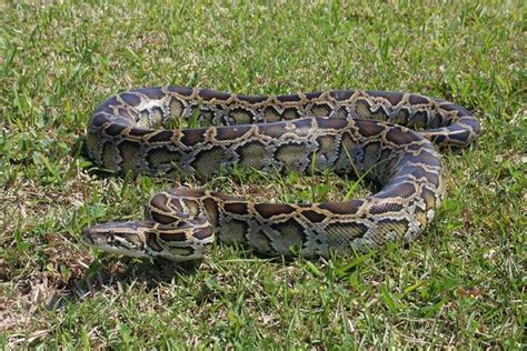 Image result for 50-Foot Python
