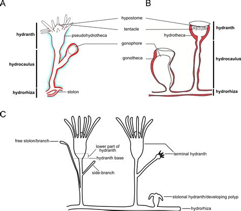 Obelia Labeled Diagram