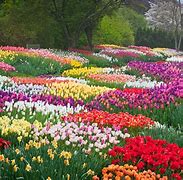 Image result for What Flowers in Spring