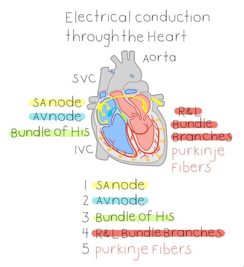 Electrical Conduction through the Heart | Medical school stuff, Nursing school motivation ...