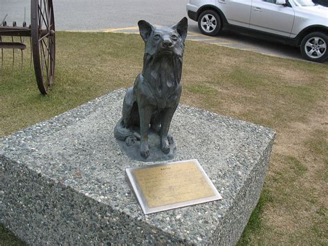 Balto- The Alaskan dog became a legend for his bravery after a life-or ...
