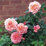 Image result for Continuous Blooming Climbing Roses